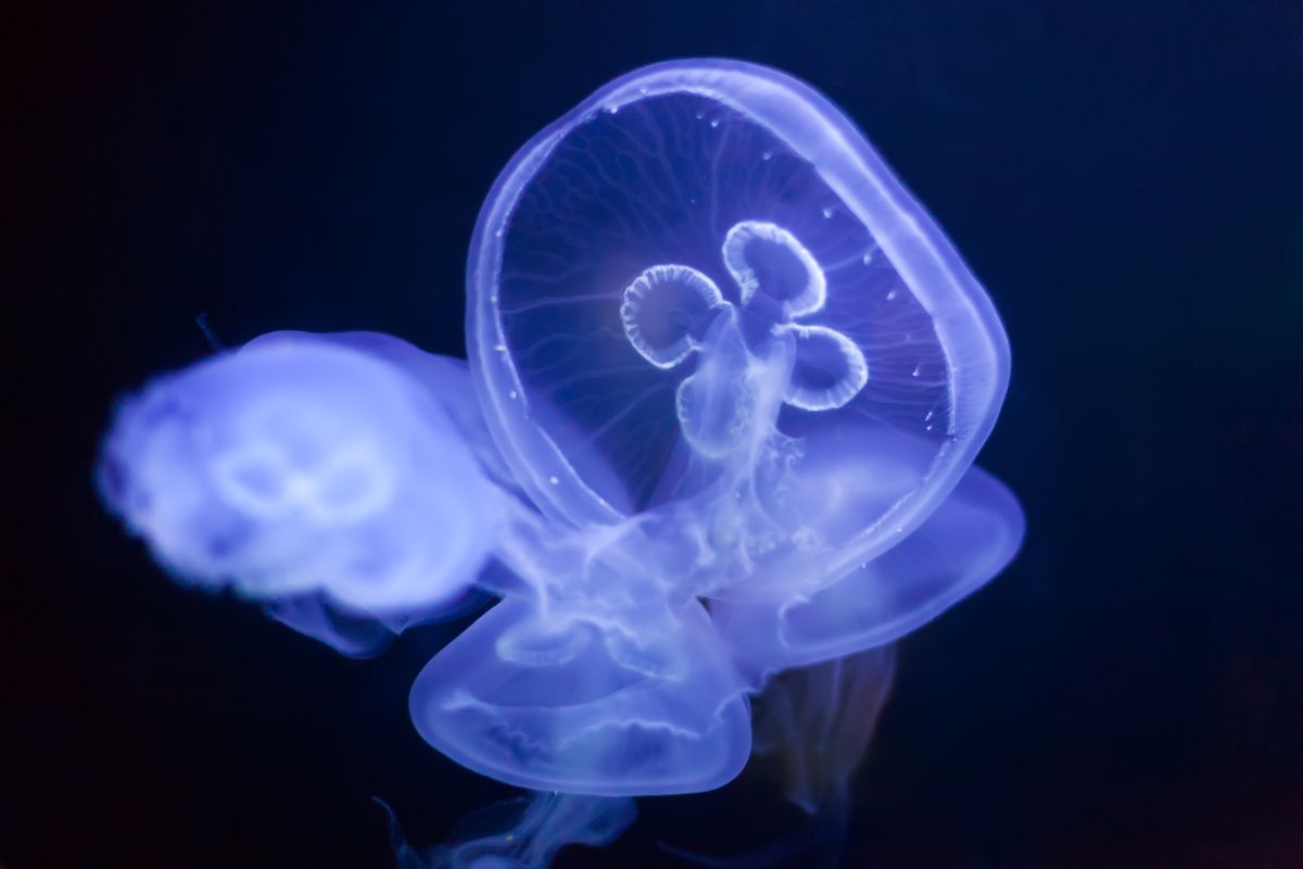 Si te ha picado una medusa, descubre qué hacer ante una picadura de medusa, los tratamientos más efectivos, cómo prevenirla y más.